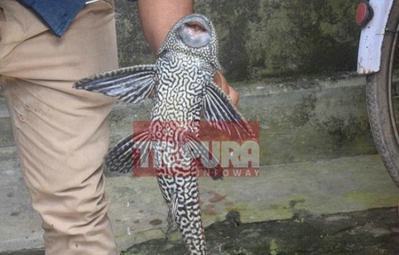 Non-local fish from Laxmi Narayan Bari lake draws public attention 